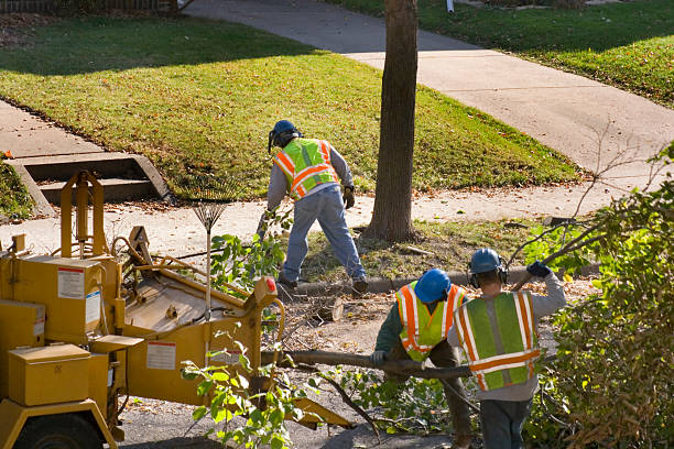 Best Tree Trimming and Pruning  in Bloomingdale, IL